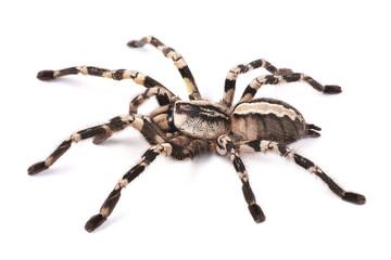 Tarantula spider, female (Poecilotheria regalis) © Mirek Kijewski