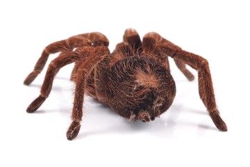 Tarantula spider, female (Theraphosa blondi), shot from behind