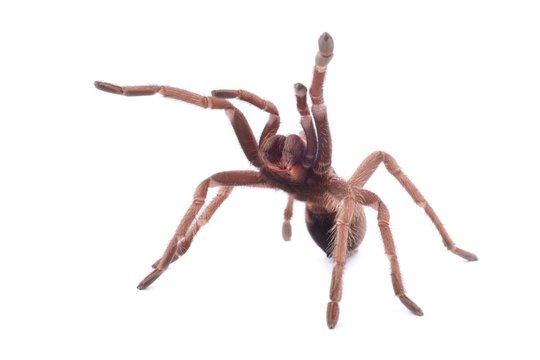 Hispaniolan Giant Tarantula (Phormictopus cancerides), female