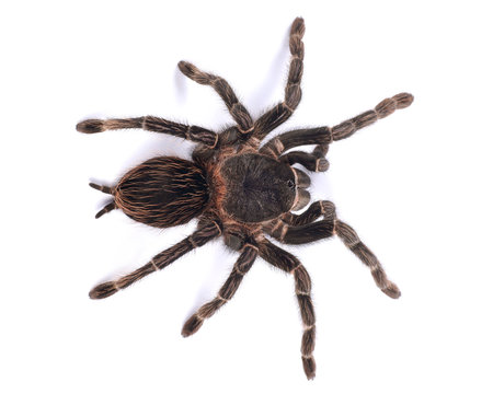 Tarantula spider, female (Lasiodora parahybana)