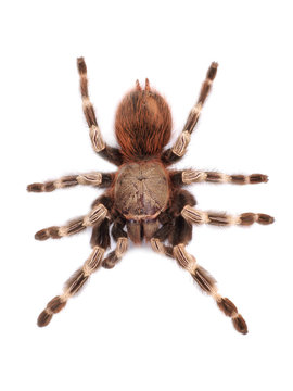 Tarantula spider, female (Vitalius paranaensis)
