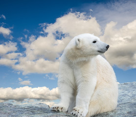 Young polar bear