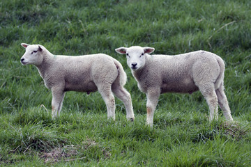Naklejka na ściany i meble Two young lambs in the spring