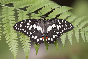 Beautiful Black and white tropical butterfly