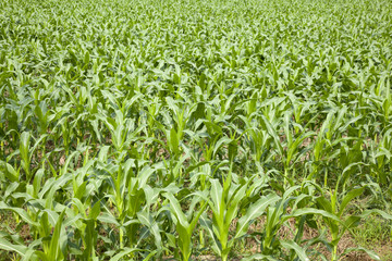 Fototapeta premium Green corn field in Thailand.
