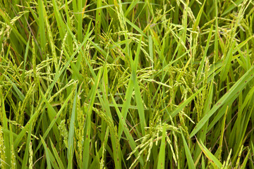 Fototapeta na wymiar Rice field of Thailand.