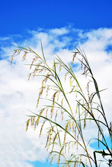 Grass with blue sky