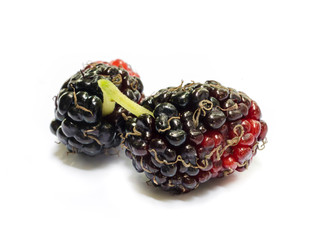 Mulberry