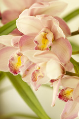 Detalle de flor orquidea, orchidea, macro