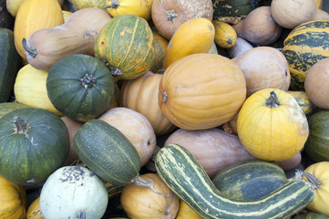Pile of different pumpkins.