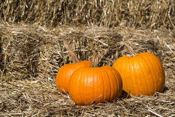 pumpkins on hay