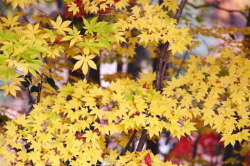 カエデの黄葉