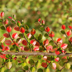 Cotoneaster branch in autumn