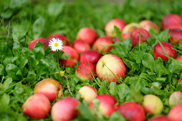 Fresh ripe apples on green grass
