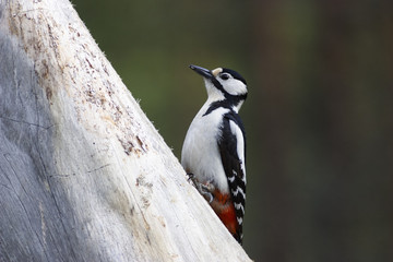 Great Spotted Woodpecker