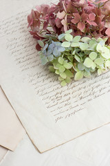 old handwriting and soft hortensia flowers