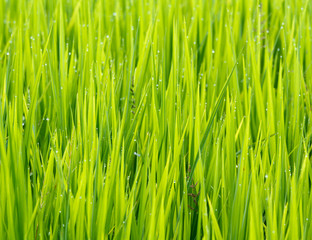 Fototapeta na wymiar natural green background with selective focus
