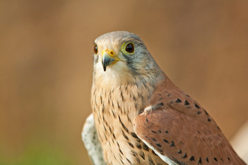 kestrel