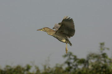 Black-crowned night-heron, Nycticorax nycticorax