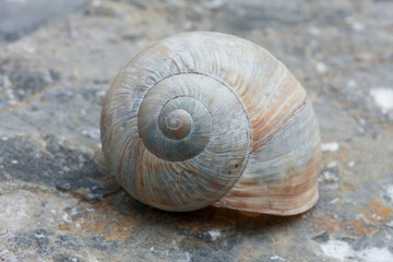 Schneckengehäuse