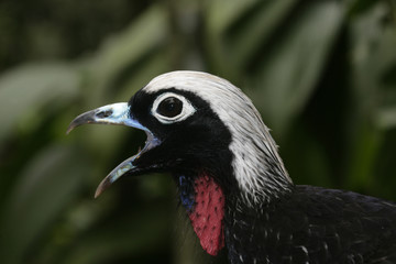 Black-fronted piping-guan, Penelope jacutinga