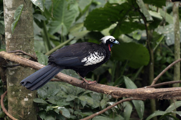 Black-fronted piping-guan, Penelope jacutinga