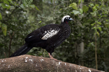 Black-fronted piping-guan, Penelope jacutinga