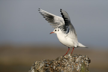 Black-headed gull, Larus ridibundus