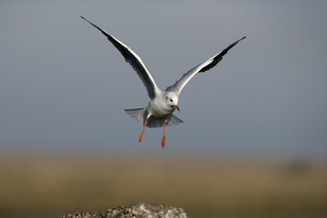 Black-headed gull, Larus ridibundus