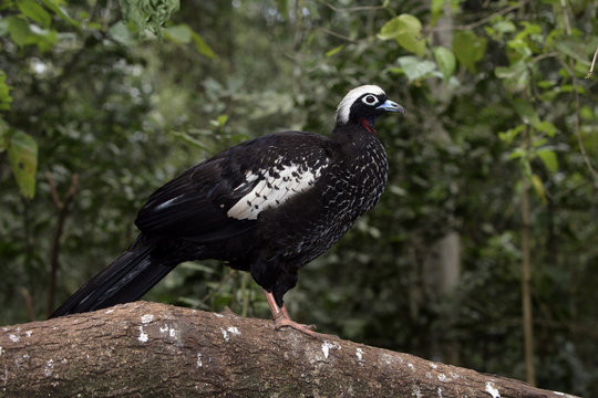 Black-fronted piping-guan, Penelope jacutinga