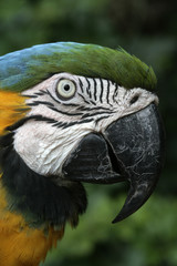Blue-and-yellow macaw, Ara ararauna