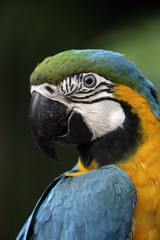Blue-and-yellow macaw, Ara ararauna