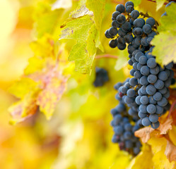Fototapeta premium Branch of red wine grapes