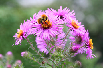 ape su fiori rosa_ Aster Frikartii