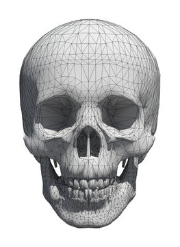 3d White skull wireframe isolated on white 