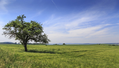 Einsamer Baum im Rheinland