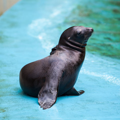 Fototapeta premium Sea Lion. Seal