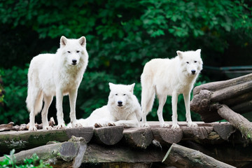 Obraz na płótnie Canvas Arctic Wolves