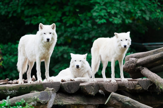 Arctic Wolves