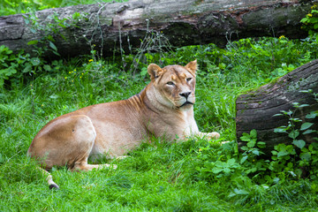 lioness