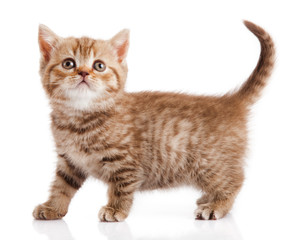 kitten on a white background