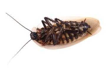 Cockroach (Blaberus craniifer)