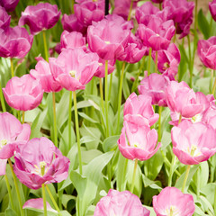 colorful tulips.