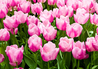 beautiful tulips field.  Beautiful spring flowers. background of