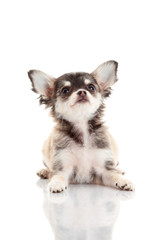 Chihuahua puppy. Cute Chihuahua dog on a white background.