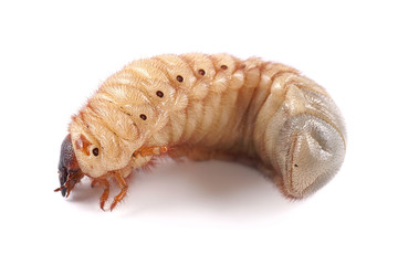 Rhinoceros beetle (Xylotrupes gideon), larva on white background