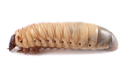 Rhinoceros beetle (Xylotrupes gideon), larva on white background
