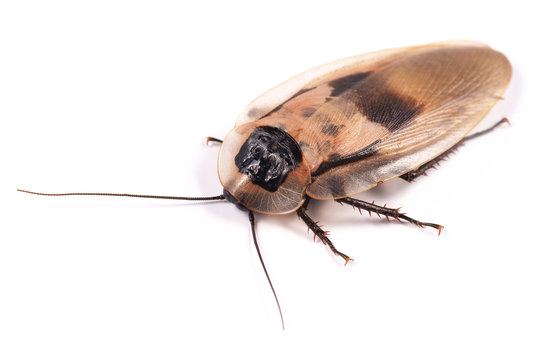 Cockroach (Blaberus craniifer)