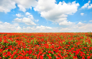 Beautiful field of red poppy flowers with blue sky and clouds
