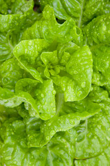 Green salad isolated on white. 